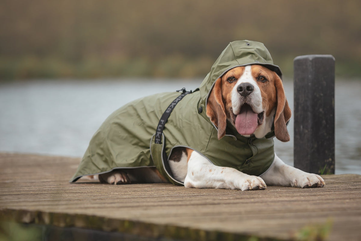 In-Depth Study On The All In One Dog Suit Waterproof